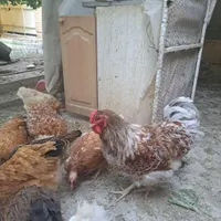 تخم نطفه دار ویادونت، برهما، لهستانی، کوشین ،لری|حیوانات مزرعه|شاهین‌شهر, مخابرات (شهید بهشتی)|دیوار