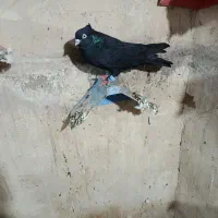 کبوتر رنگی|پرنده|کارون, |دیوار