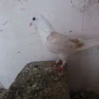 کبوتر کربلایی ویکت