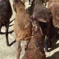 بره نره و ماده بزرگ و بزغاله