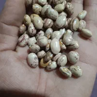 لوبیا چیتی ایرانی امسالی