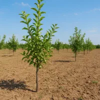 چند قطعه زمین 500متری