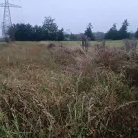 زمین ۱۵۰۰متری مزروعی،روستای لشکاجان