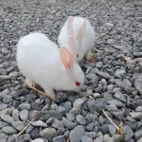 بچه خرگوش خونگی