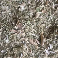 کاه لوبیا عروس