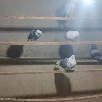 چند تا غریبگیری عالی|پرنده|ری, شهید بهشتی|دیوار