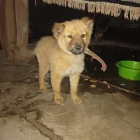 سگ افغان دورگه