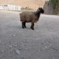 میش داشتی