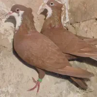 کفتر کراواتی سرخ نر و ماده