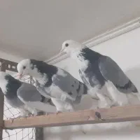 کفتر۲۰نرروماده ابلغ سبززیبا عالی جنس پرشی فقط یکجا