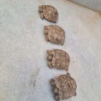 حیوان خانگی