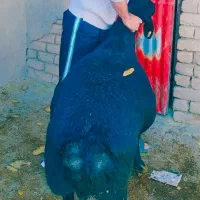 میش قره قزل ماده نر قوچ بره گله گوسفند بز تراکتور