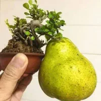 خدمات کشاورزی وباغبانی وگیاهان خانگی وگلخانه ای|خدمات باغبانی و درختکاری|کاشان, ۲۲ بهمن|دیوار