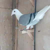 کفتر ماده گراف