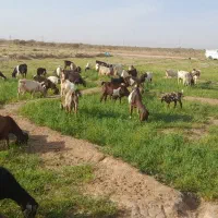 بز آبستن فروشی