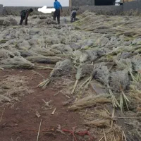 پامپاس به صورت عمده|گل و گیاه طبیعی|گلستان (تهران), |دیوار