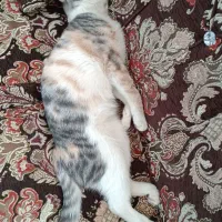 واگذاری دوعدد عشق شیش ماهه و چهارماهه
