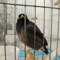 مرغ میناوعروس هلندی