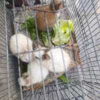 چهار تا خرگوش گوگولی