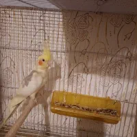 عروس هلندی دوکت لوتینو جفت با تخم و جوجه|پرنده|مشهد, شهرک مهرگان|دیوار