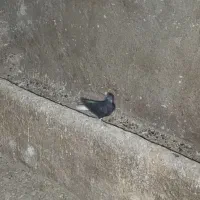 پرنده|پرنده|بروجرد, |دیوار