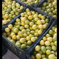 خریدار لیمو درجه ۲