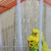 مرغ عشق پروانه ای کاکلی|پرنده|رشت, دیانتی|دیوار