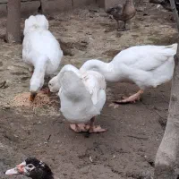 دو عدد قو غاز لیندا نر اصیل|حیوانات مزرعه|آمل, |دیوار