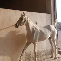 مادیان ترک قدیمی روزگاری|اسب و تجهیزات اسب‌سواری|مرودشت, مختارآباد|دیوار