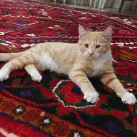واگذاری رایگان بچه گربه