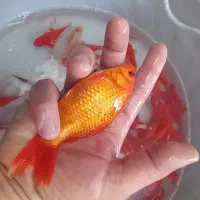 ماهی قرمز|ماهی|گنبد کاووس, |دیوار