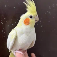 عروس هلندی ماده لوتینو زعفرونی بالغ چشم سبز آلبینو|پرنده|تهران, شکوفه (عبدل آباد)|دیوار