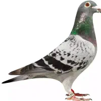 کبوتر معاوظه با خفیف چینی