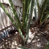 فروش‌نه‌عدد‌پاجوش‌برحی‌بزرگ‌‌قیمت‌توافقی|گل و گیاه طبیعی|خرمشهر, |دیوار