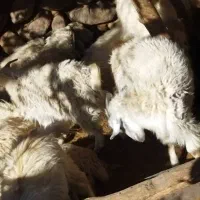 گوسفند فروشی|حیوانات مزرعه|رابر, |دیوار