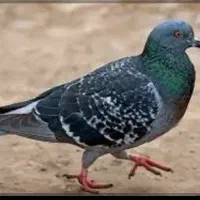 کفتر کبوتر پیدا کردم