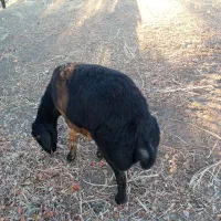 گوسفند شیشک چاق