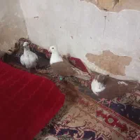 کلاغ سرخ کروباتی سرخ سوسکی بزک