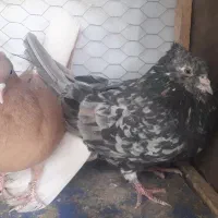 کفتر هفت رنگ دم سفیدوزرد دم سفیدجفت|پرنده|مشهد, امیر المومنین|دیوار