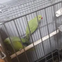 جفت ملنگو مولد  معاوضه با گرینچیک یا شاه طوطی