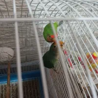 طوطی برزیلی|پرنده|رشت, سعدی (تختی)|دیوار