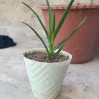 گل و کاکتوس مینیاتوری و آپارتمانی به قیمت مناسب