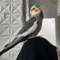عروس هلندی
