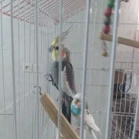 عروس هلندی با مرغ عشق