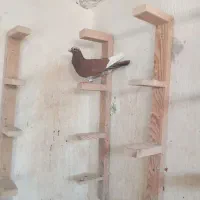 جفت گلی پلنگ