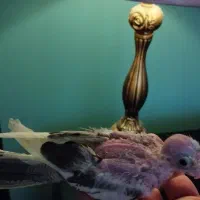 عروس هلندی دوکت