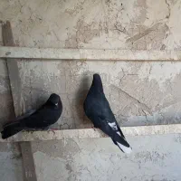 کبوتر تهرانی