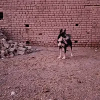 سگ رتوایلر مادر هاسکی سگ باهوش بدون هیچ اخلاق بد