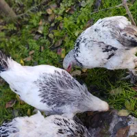 برهما و گلین و اردک مگ مگی|حیوانات مزرعه|بابل, |دیوار