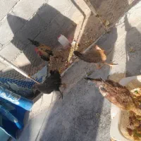 جوجه محلی